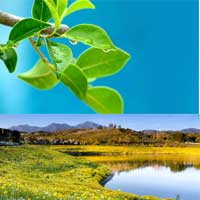 دانلود مجموعه اي از تصاوير پيش زمينه بسيار زيبا و با بالاترين کيفيت و وضوح.